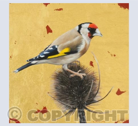 Goldfinch