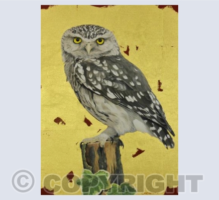 Little Owl