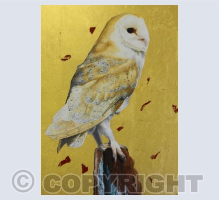 Barn Owl