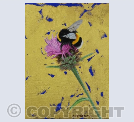 Buff tailed Bumblebee on Knapweed