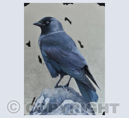 Jackdaw