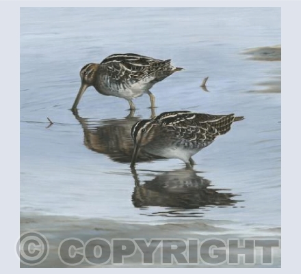 Snipe
