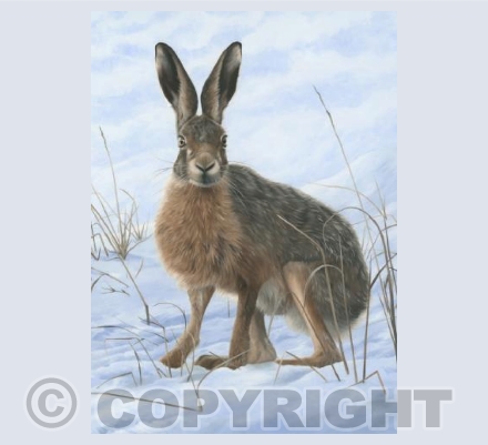 Winter Hare