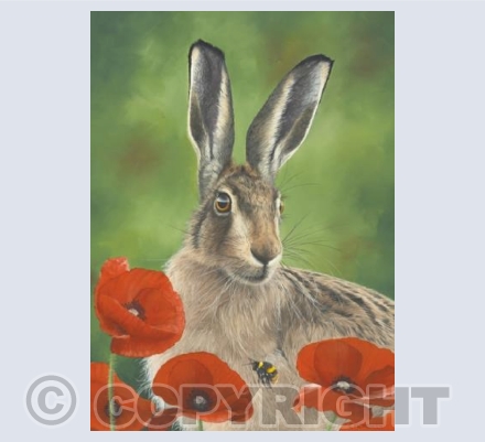 Poppyfield Hare