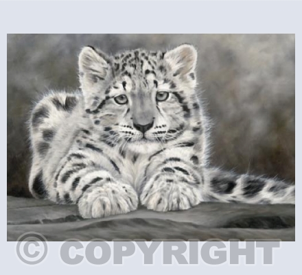 Innocence-Snow Leopard cub