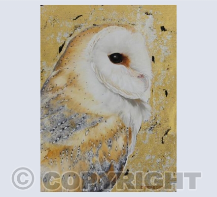 Barn Owl study