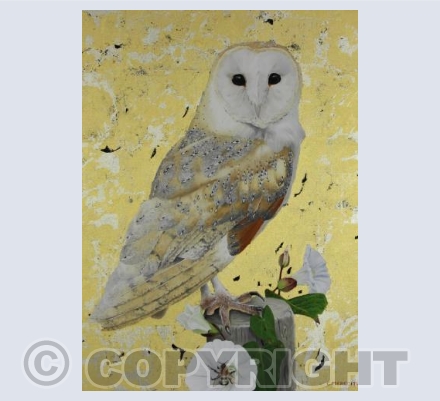 Barn Owl & Bindweed