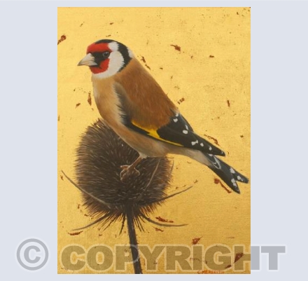 Goldfinch on teazle