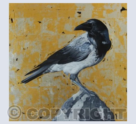 Hooded Crow