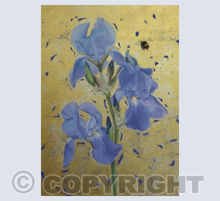 Bearded Iris & Early Bumblebee