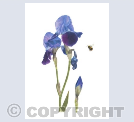 Purple Bearded Iris
