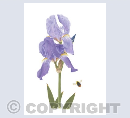 Violet Bearded Iris