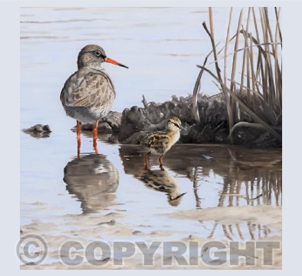 Redshank & chick