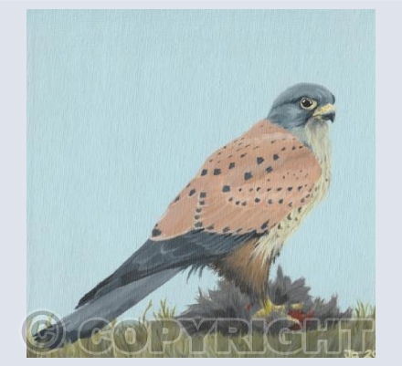 Kestrel