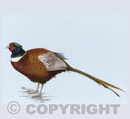 Percy in Breeding Plumage