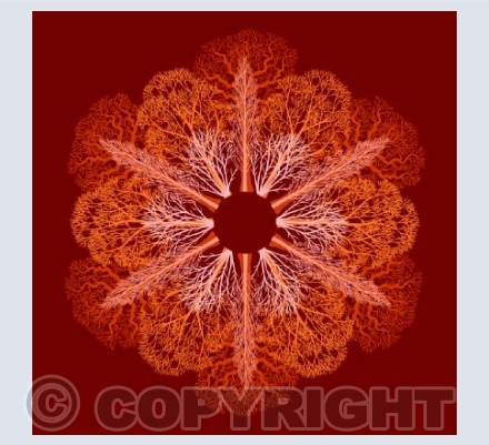 The Forest Flower (Autumn)