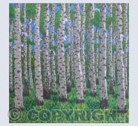 Approaching the Silver Birch wood