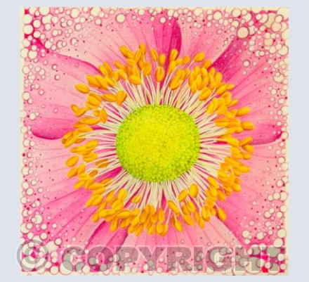 Eye Of Anemone