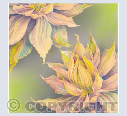 Climbing Clematis
