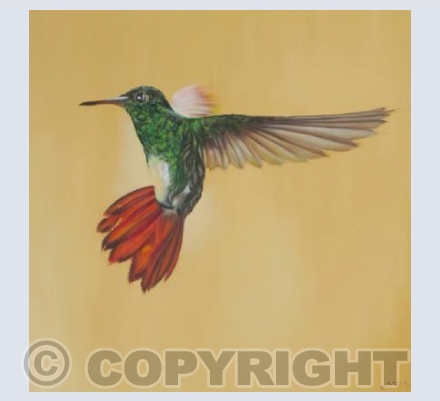 hummingbird