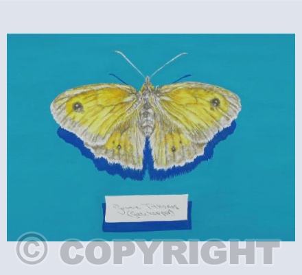 butterfly gatekeeper