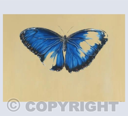 butterfly morpho oil