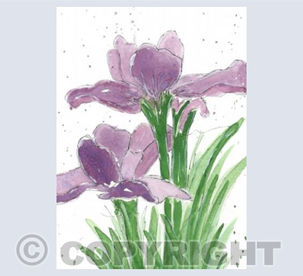 Purple Iris