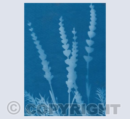 Sun Print Lavender 2 