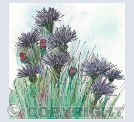 Cornflower Fields 