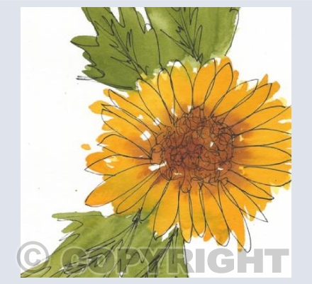 Sun flower 