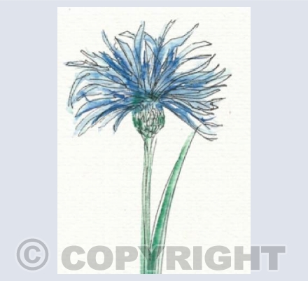 Cornflower 