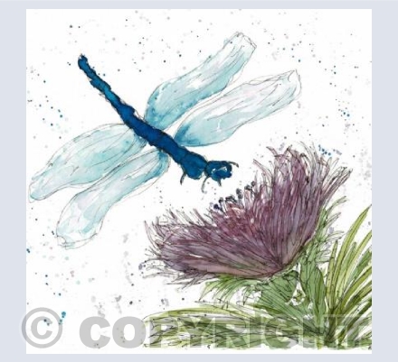 Dragonfly Dreams