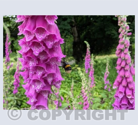 Busy Bee 2 