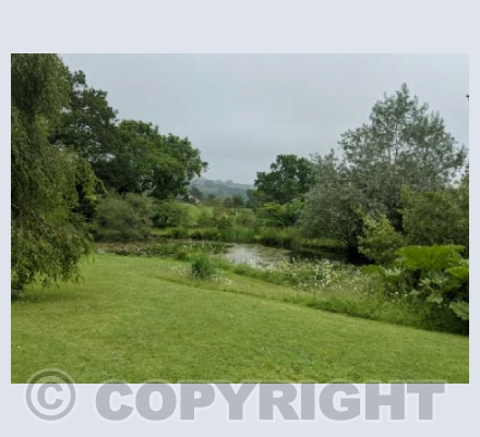 The pond