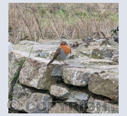 Robin on the rocks