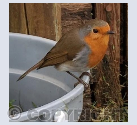 Robin on a bucket