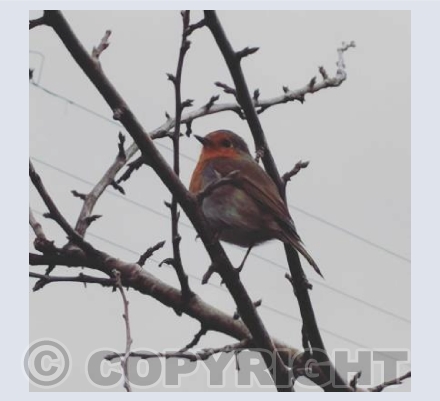 Robin in Winter
