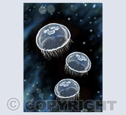 A bloom of moon jellyfish 
