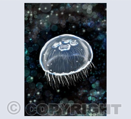 Moon Jellyfish 
