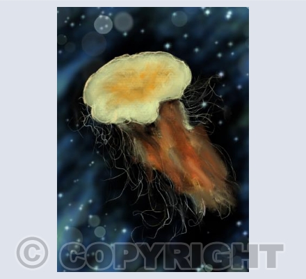 Lions Mane Jellyfish 