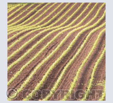 Furrows