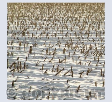 Snow stubble