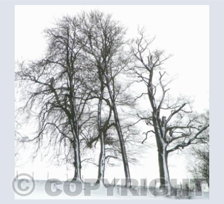 Winter trees (Bodenham, Herefordshire)