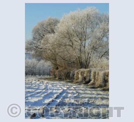 Winter hedgerow (Bodenham, Herefordshire)