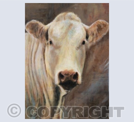 Charolais