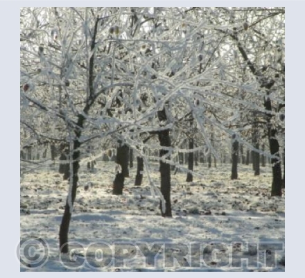 A Herefordshire orchard (square version)