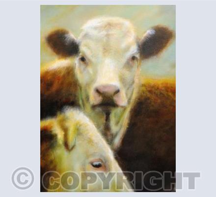 Hereford heifers