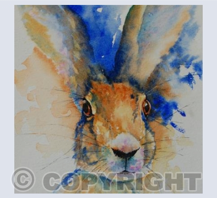 Hare Study