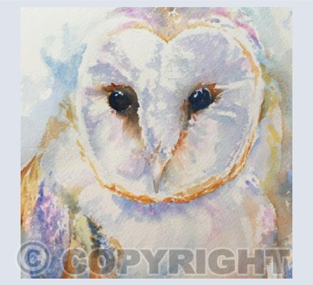 Owl Study