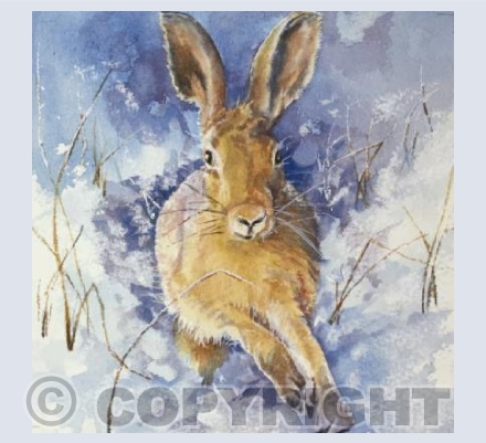 dashing through the snow